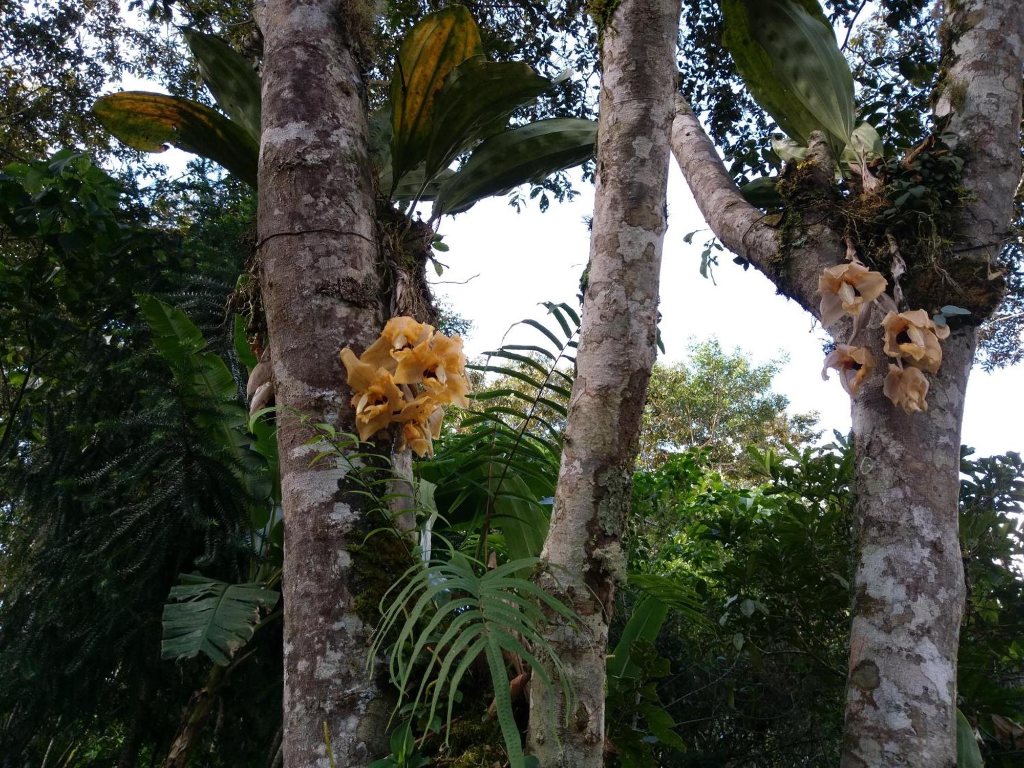 Villa Refugio de Orquídeas Oxapampa Exterior foto